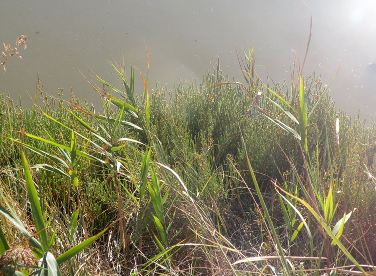 Cladophora sp dalle Saline di Cervia